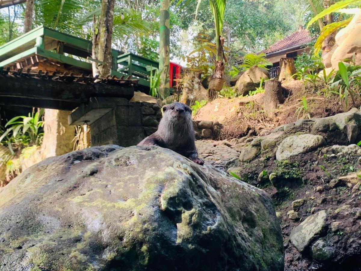 Mi Casa - The Gem Of Ijen Hotel Бануванги Екстериор снимка