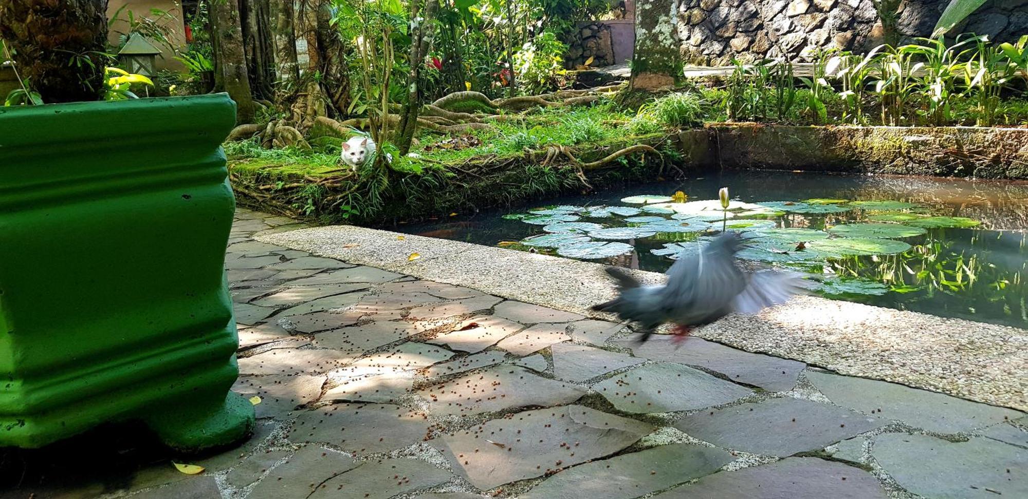 Mi Casa - The Gem Of Ijen Hotel Бануванги Екстериор снимка